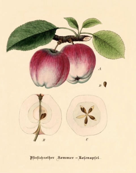 Historische Abbildung zweier roter Äpfel am Zweig mit Blättern und zweier aufgeschnittener Äpfel; BUND Lemgo Obstsortendatenbank
