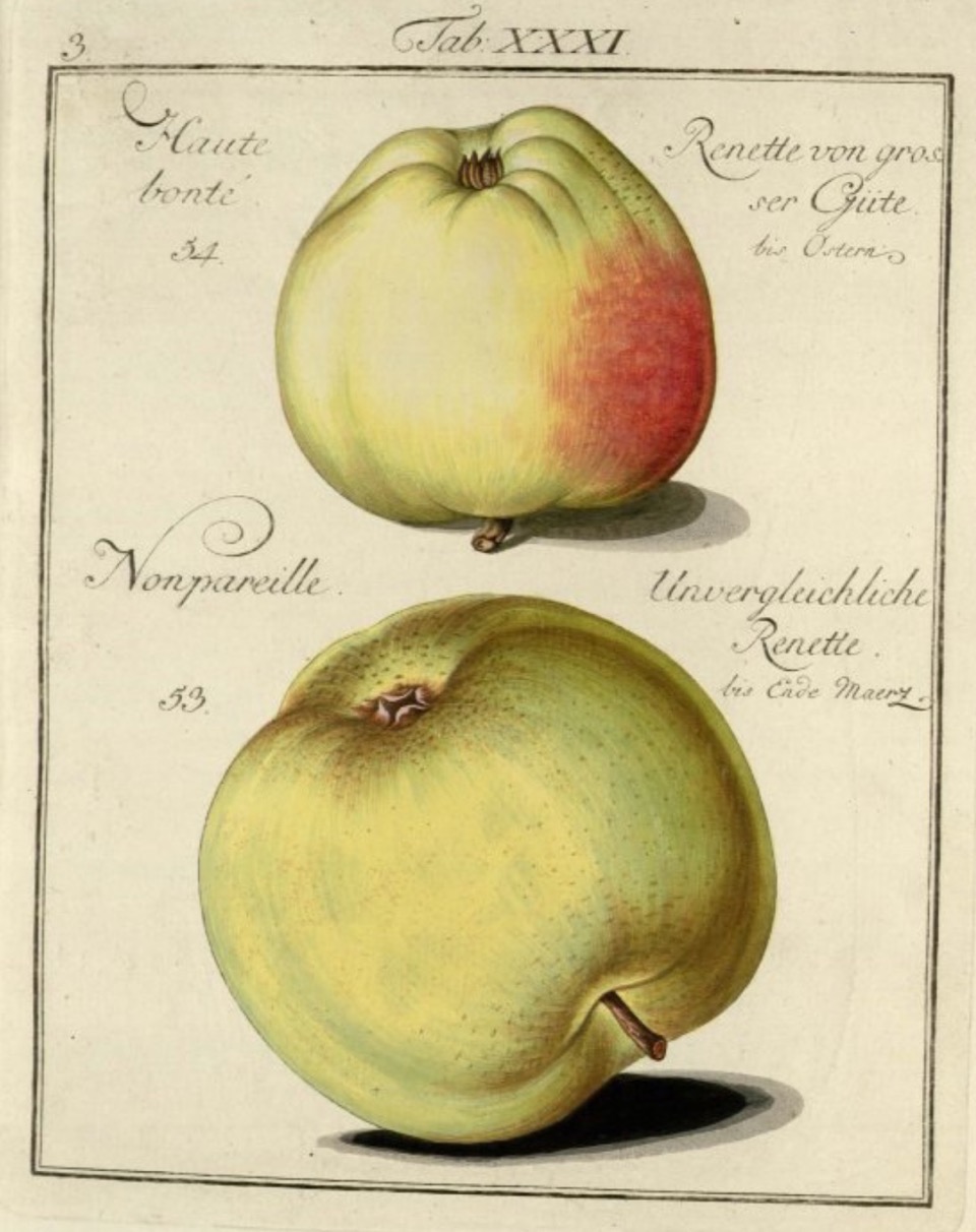 Historische Abbildung zweier grülicher Äpfel; BUND Lemgo Obstsortendatenbank