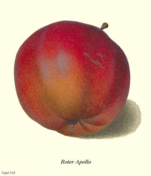 Historische Abbildung eines roten Apfels;  BUND Lemgo Obstsortendatenbank