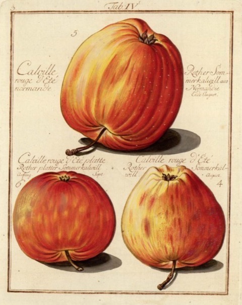 Historische Abbildung dreier rot-gelblicher Äpfel; BUND Lemgo Obstsortendatenbank