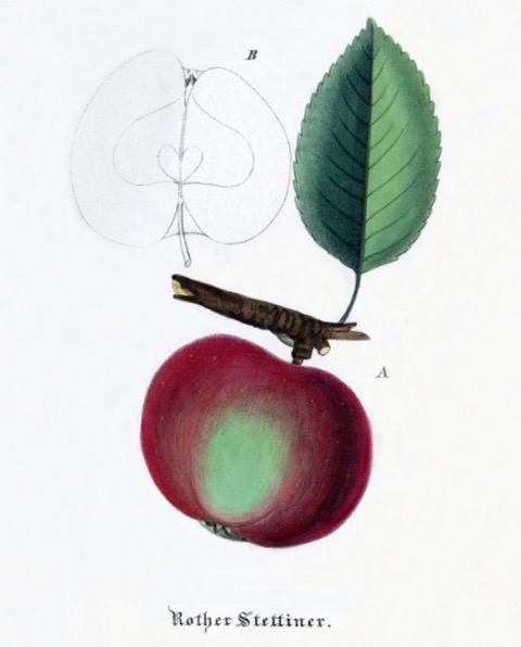 Historische Abbildung eines rot-grünen Apfels am Ast mit Blatt und eines aufgeschnittenen Apfels; BUND Lemgo Obstsortendatenbank