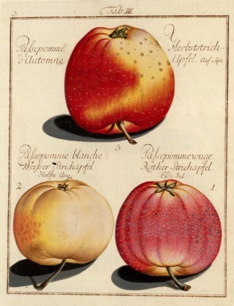 Historische Abbildung von drei gelblich-rötlichen Äpfeln; BUND Lemgo Obstsortendatenbank