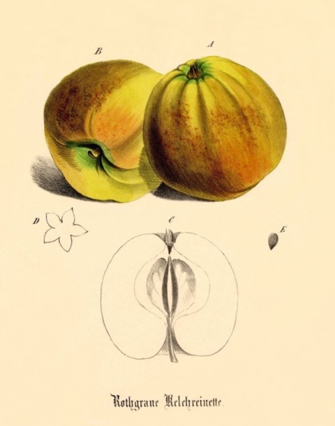 Historische Abbildung zweier gelblich-rötlicher und eines aufgeschnittenen Apfels; BUND Lemgo Obstsortendatenbank