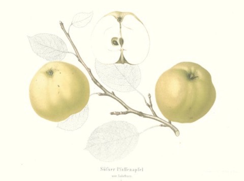 Historische Abbildung zweier gelblicher und eines aufgeschnittenen Apfels sowie ein Zweig und Blätter; BUND Lemgo Obstsortendatenbank