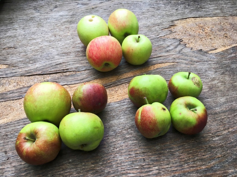12 grünrote Äpfel liegen auf einem Holztisch