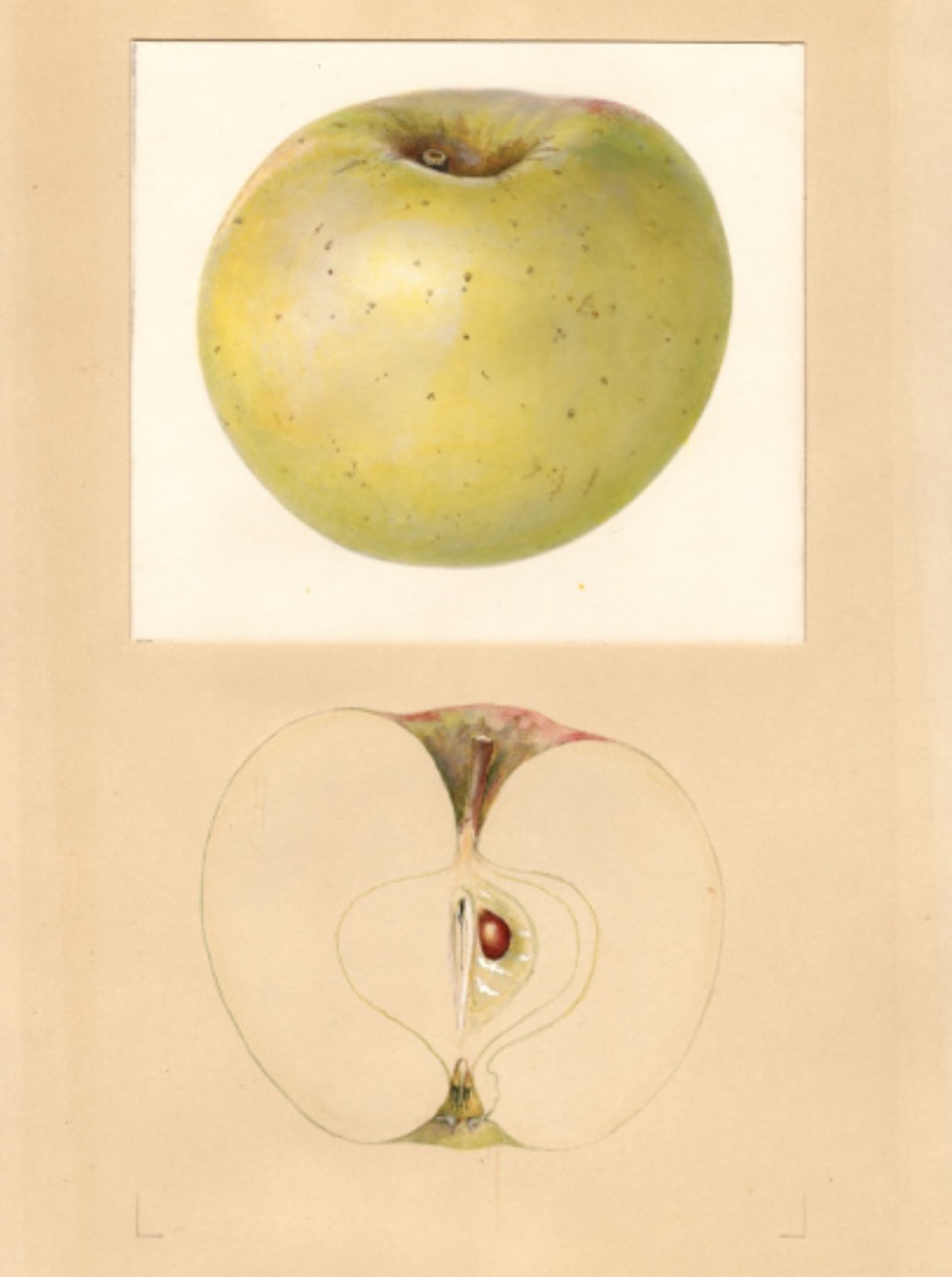 Historische Abbildung eines gelblich-grünnen und eines aufgeschnittenen Apfels; USDA