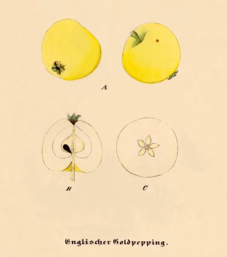 Historische Abbildung zweier gelblicher und zweier aufgeschnittener Äpfel; BUND Lemgo Obstsortendatenbank
