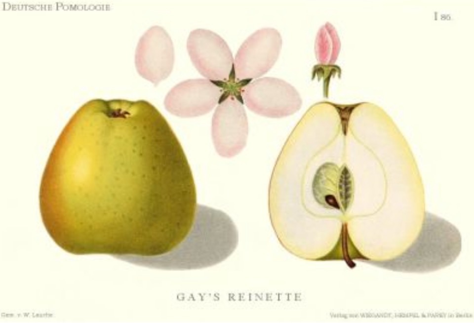 Historische Abbildung eines grün-rötlichen und eines aufgeschnittenen Apfels, dazu Blüte und Blätter;  BUND Lemgo Obstsortendatenbank