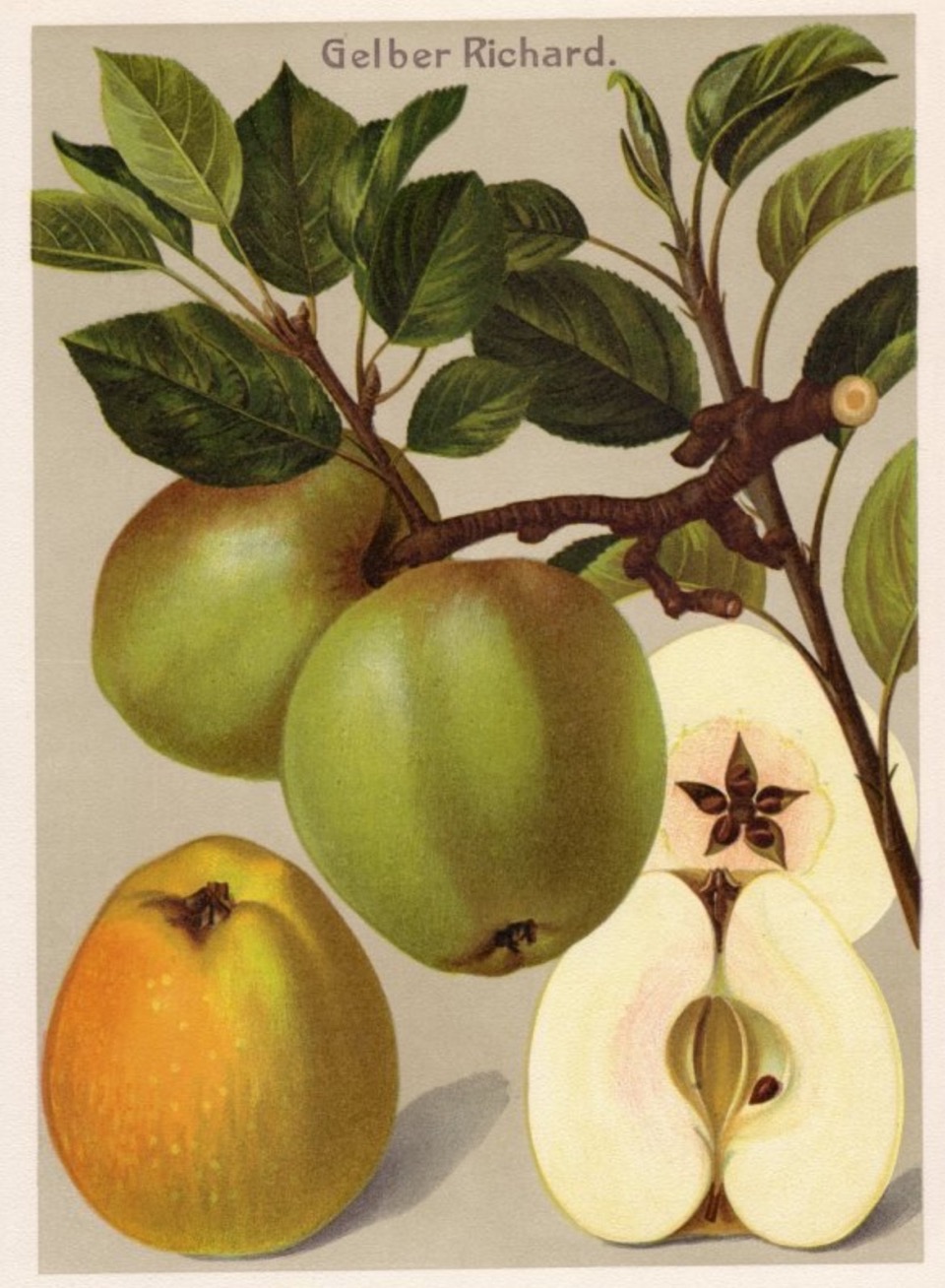 Historische Abbildung von grünen Äpfeln am Zweig, einem gelben Apfel und einem aufgeschnittenen Apfel; BUND Lemgo Obstsortendatenbank