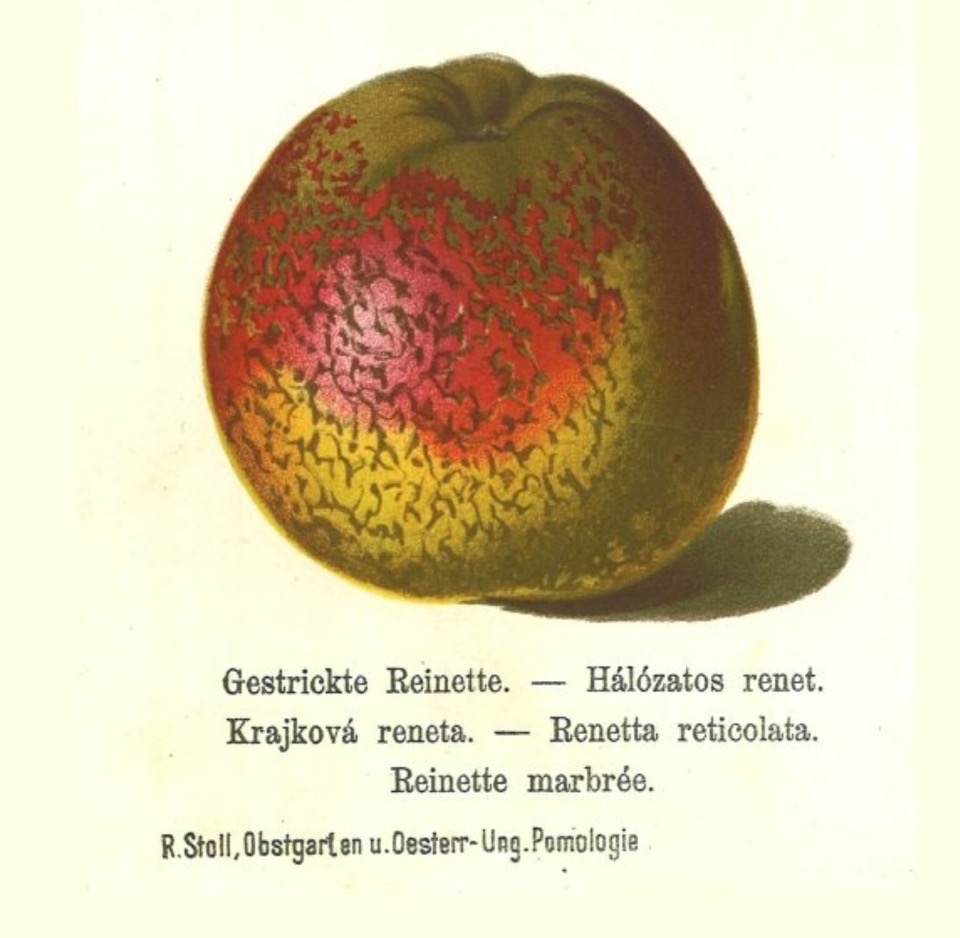 Historische Abbildung eines gelblich-rötlichen, stark gemusterten Apfels; Bund Lemgo