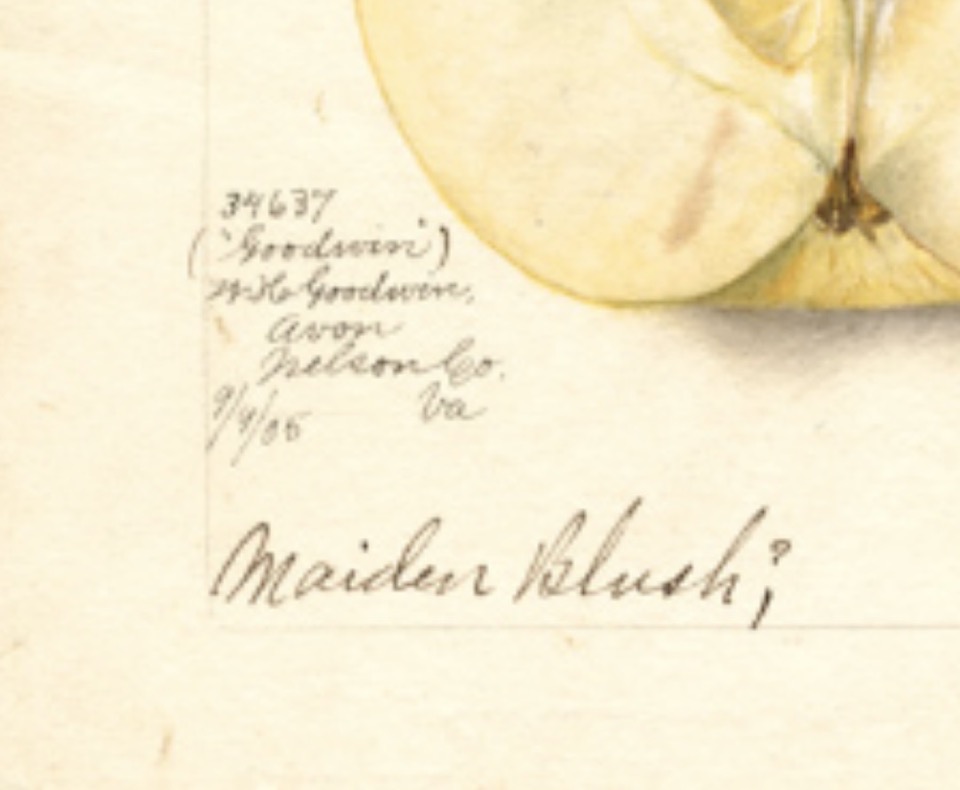 Detail der historischen Abbildung, in Bleistiftschrift steht dort unter anderem Maiden Blush