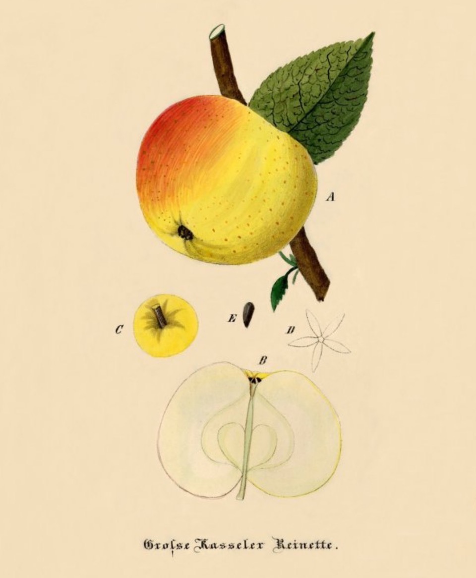 Historische Abbildung eines gelblich-rötlichen Apfels am Zwieg mit Blättern, ausßerdem der Kelch als Detail und ein aufgeschnittener Apfel; BUND Lemgo Obstsortendatenbank
