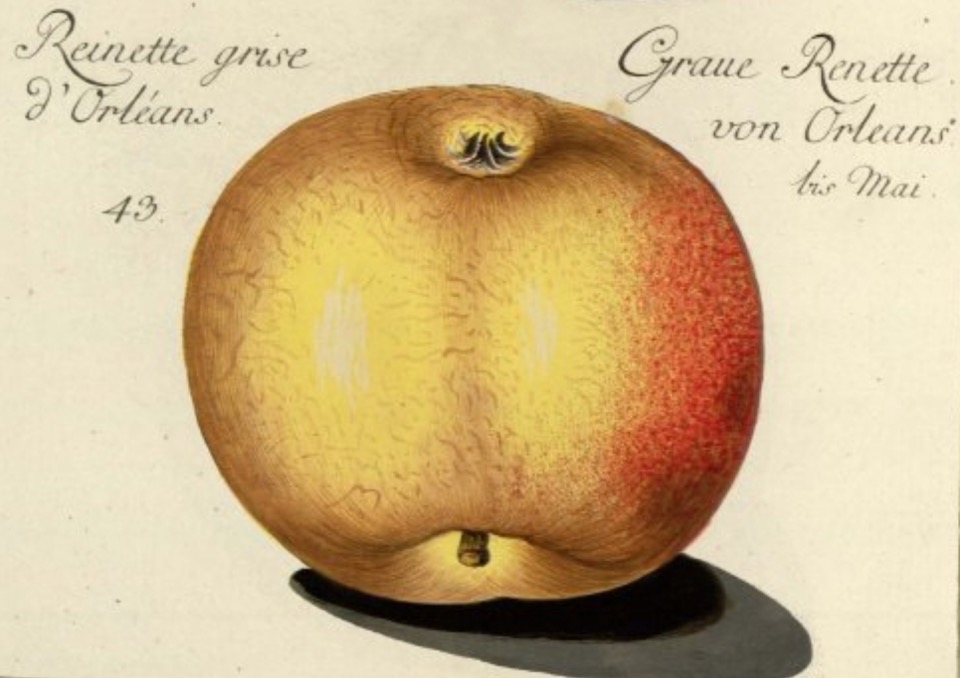 Historische Abbildung eines gelblich-rötlichen Apfels; BUND Lemgo Obstsortendatenbank
