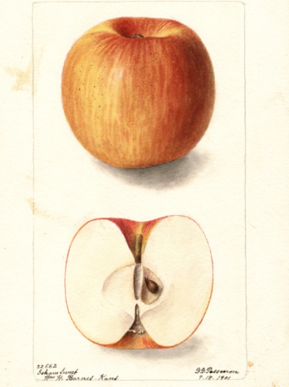Historische Abbildung eines gelb-roten und eines aufgeschnittenen Apfels; USDA