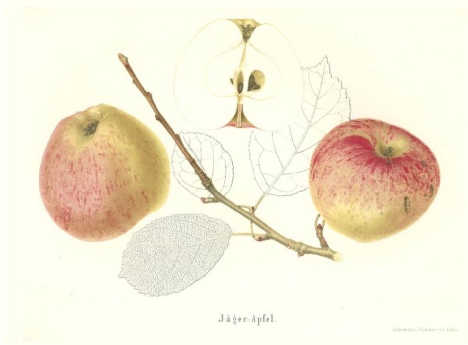 Historische Abbildung zweier gelblich-rötlichen und eines aufgeschnittenen Apfels sowie ein Zweig und Blätter; BUND Lemgo Obstsortendatenbank