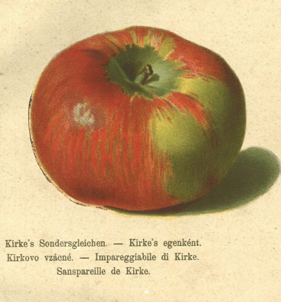 Historische Abbildung eines rot-grünlichen Apfels; BUND Lemgo Obstsortendatenbank