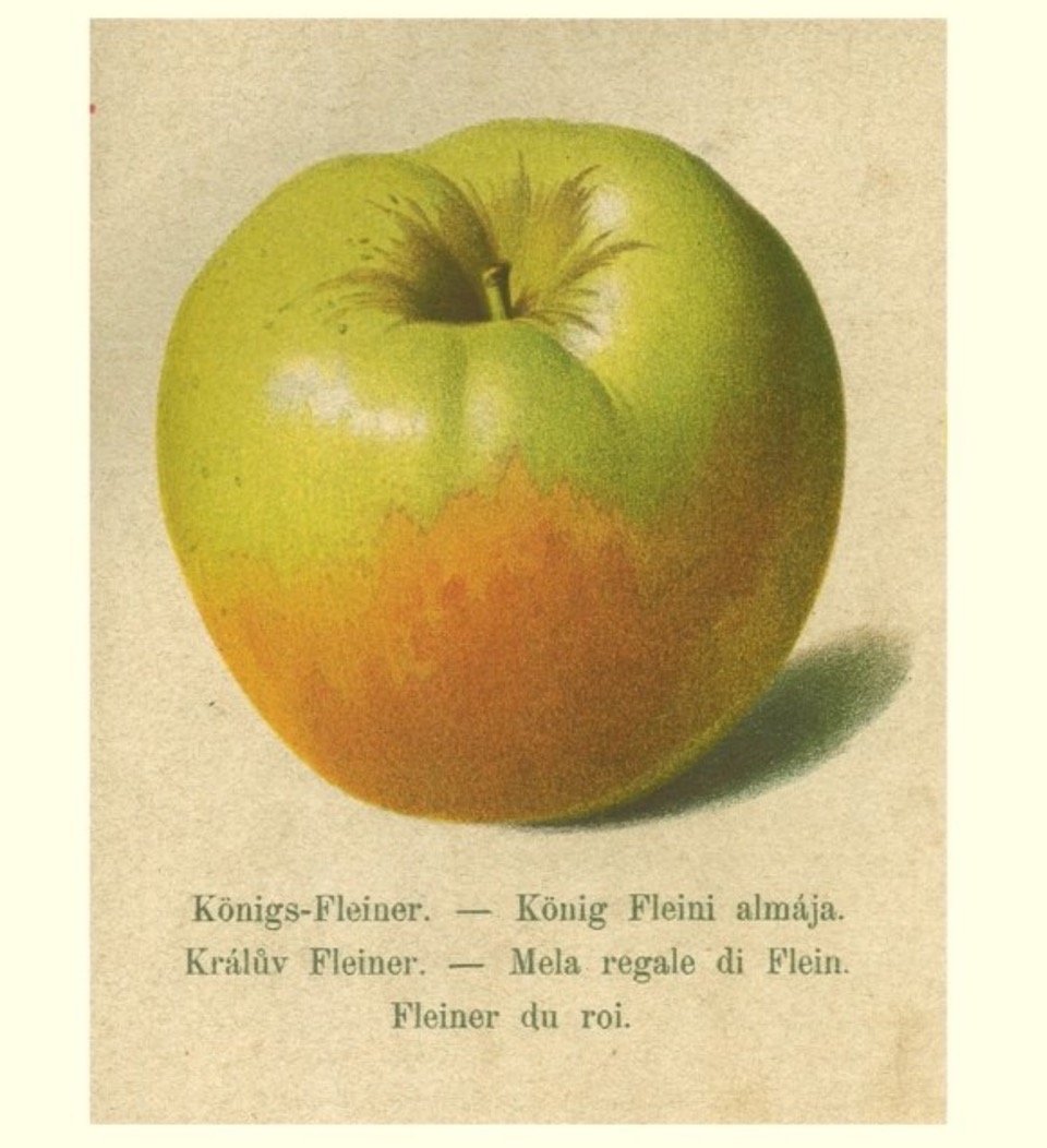 Historische Abbildung eines grünlich-rötlichen Apfels; BUND Lemgo Obstsortendatenbank