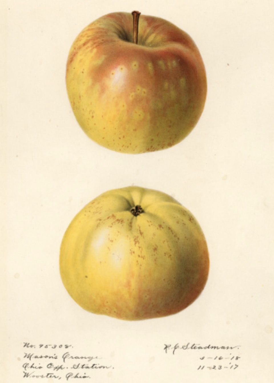 Historische Abbildung zweier gelb-rötlicher Äpfel; USDA