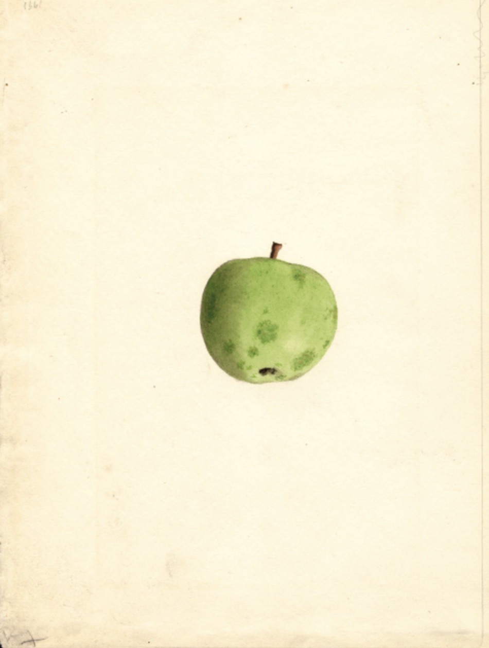 Historische Abbildung eines grünen Apfels; USDA