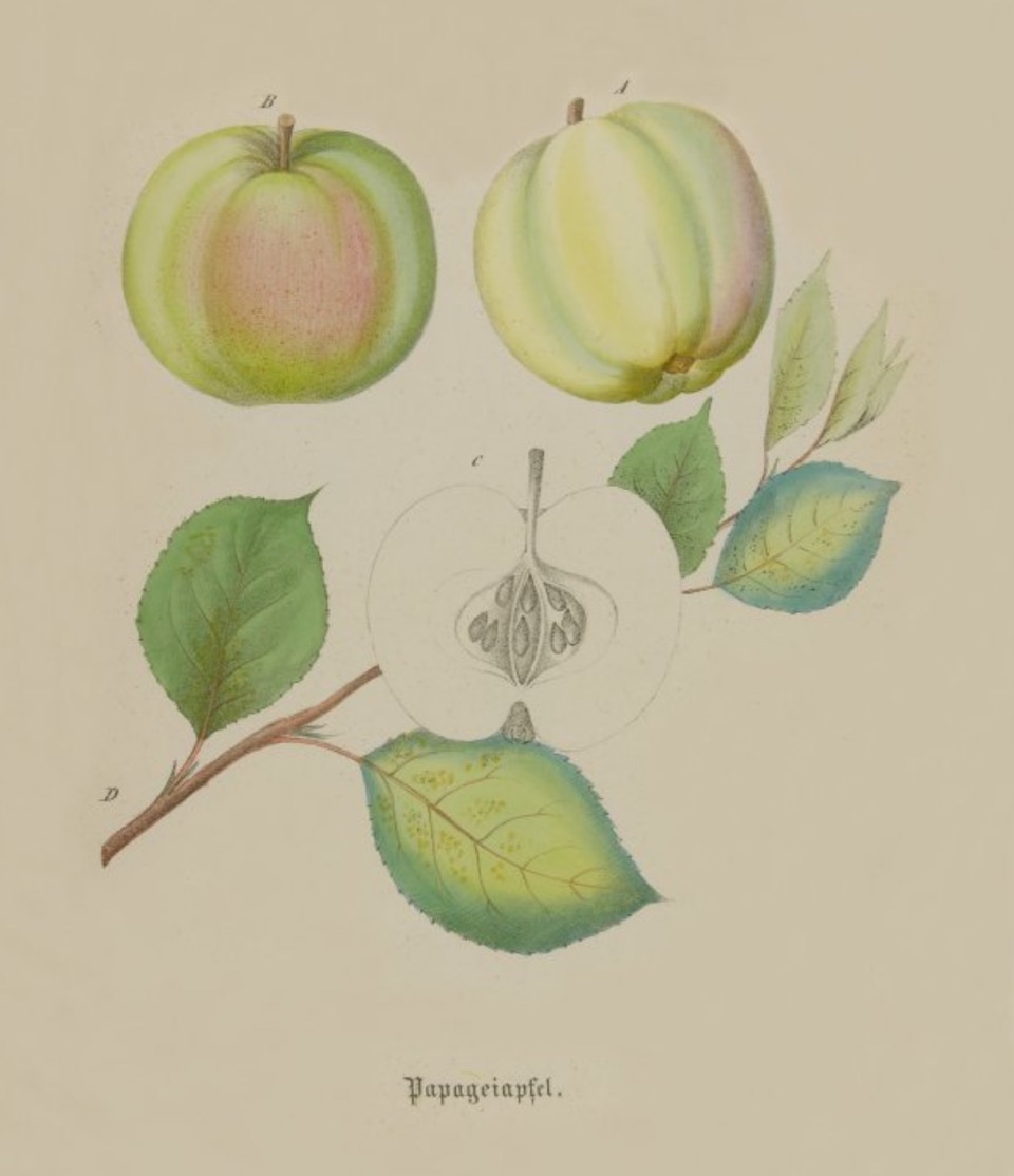 Historische Abbildung zweier gelb-grünlicher Äpfel und eines aufgeschnittenen Apfels, dazu ein Zweig mit Blättern; BUND Lemgo Obstsortendatenbank