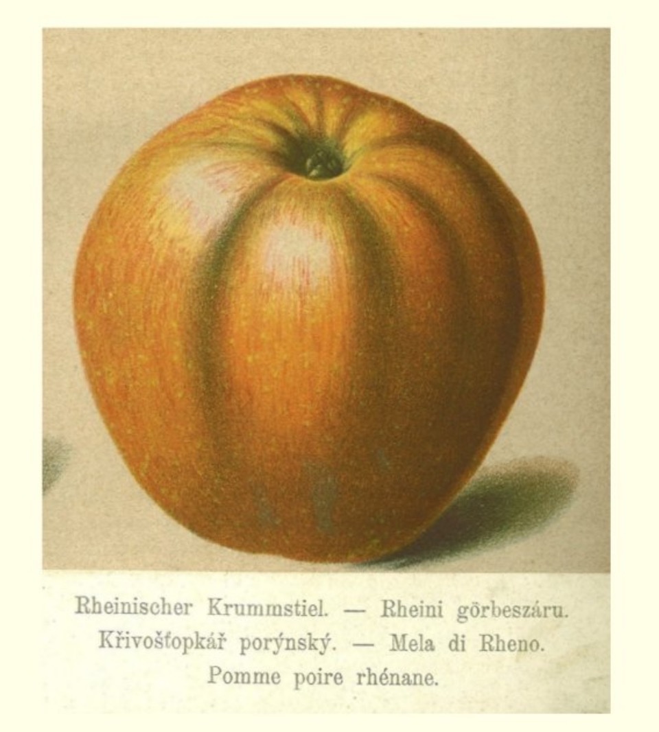 Historische Abbildung eines rötlichen Apfels; BUND Lemgo Obstsortendatenbank