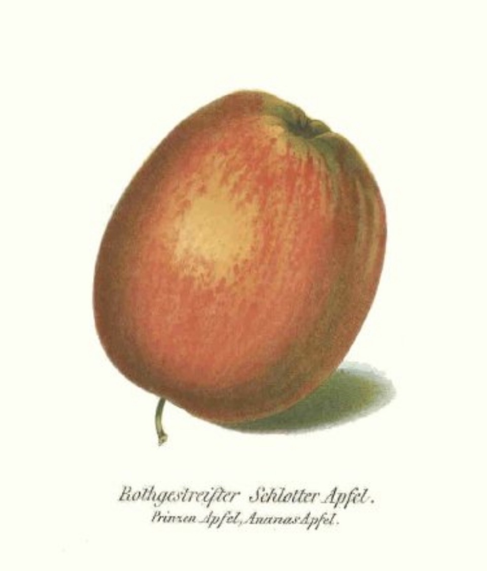 Historische Abbildung eines gelblich-roten Apfels; BUND Lemgo Obstsortendatenbank