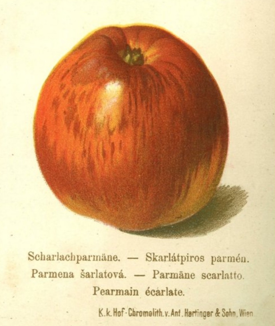 Historische Abbildung eines roten Apfels; BUND Lemgo Obstsortendatenbank