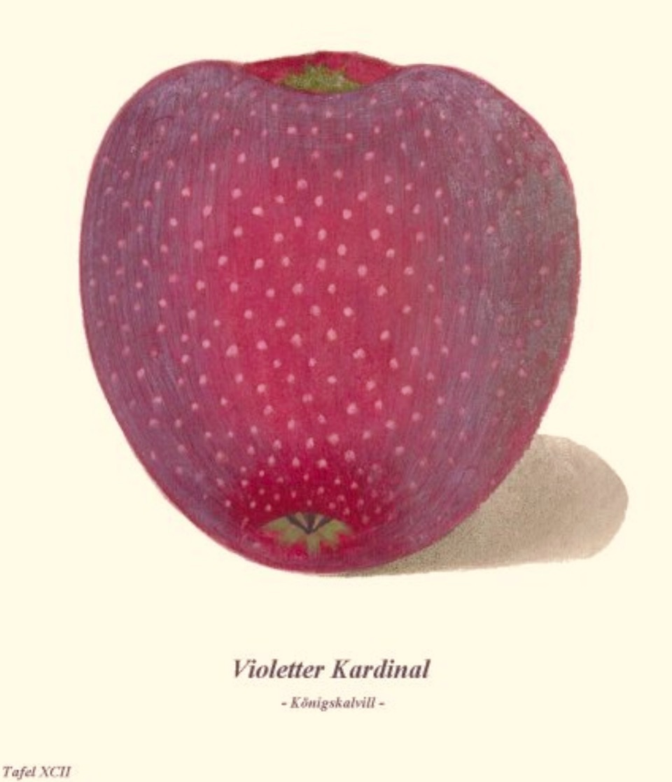 Historische Abbildung eines rot-violetten Apfels; BUND Lemgo