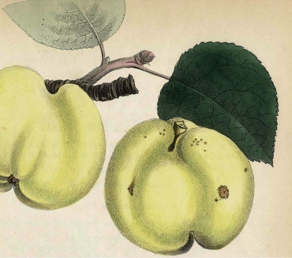 Historische Abbildung zweier grünlicher Äpfel am Zweig mit Blättern; Verlag Hermann Schmidt