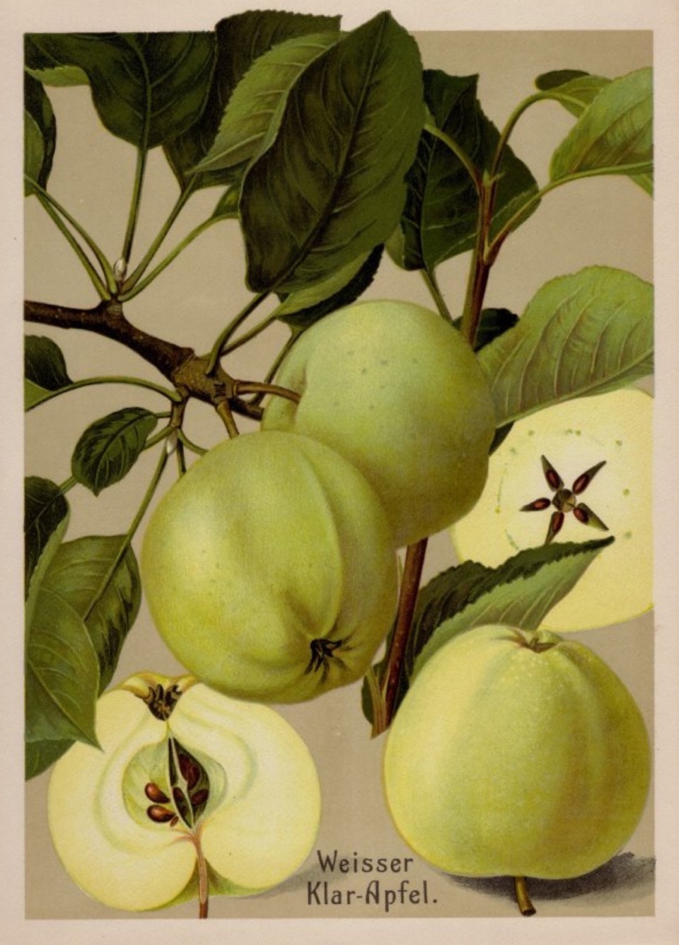 Historische Abbildung von gelblich-grünlichen und aufgeschnittenenee Äpfel mit Zweig und Blättern; BUND Lemgo Obstsortendatenbank