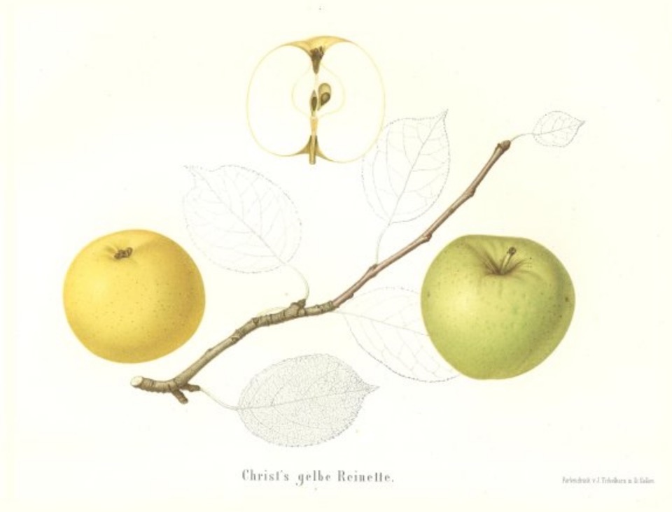 Historische Abbildung zweier gelblich-grüntlicher und eines aufgeschnittenen Apfels; dazu ein Zweig und Blätter; BUND Lemgo Obstsortendatenbank
