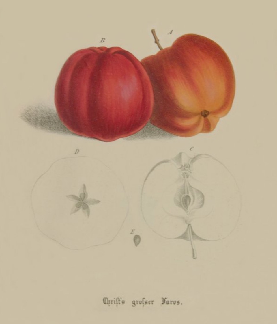 Historische Abbildung zweier roter und zweier aufgeschnittener Äpfel; BUND Lemgo Obstsortendatenbank