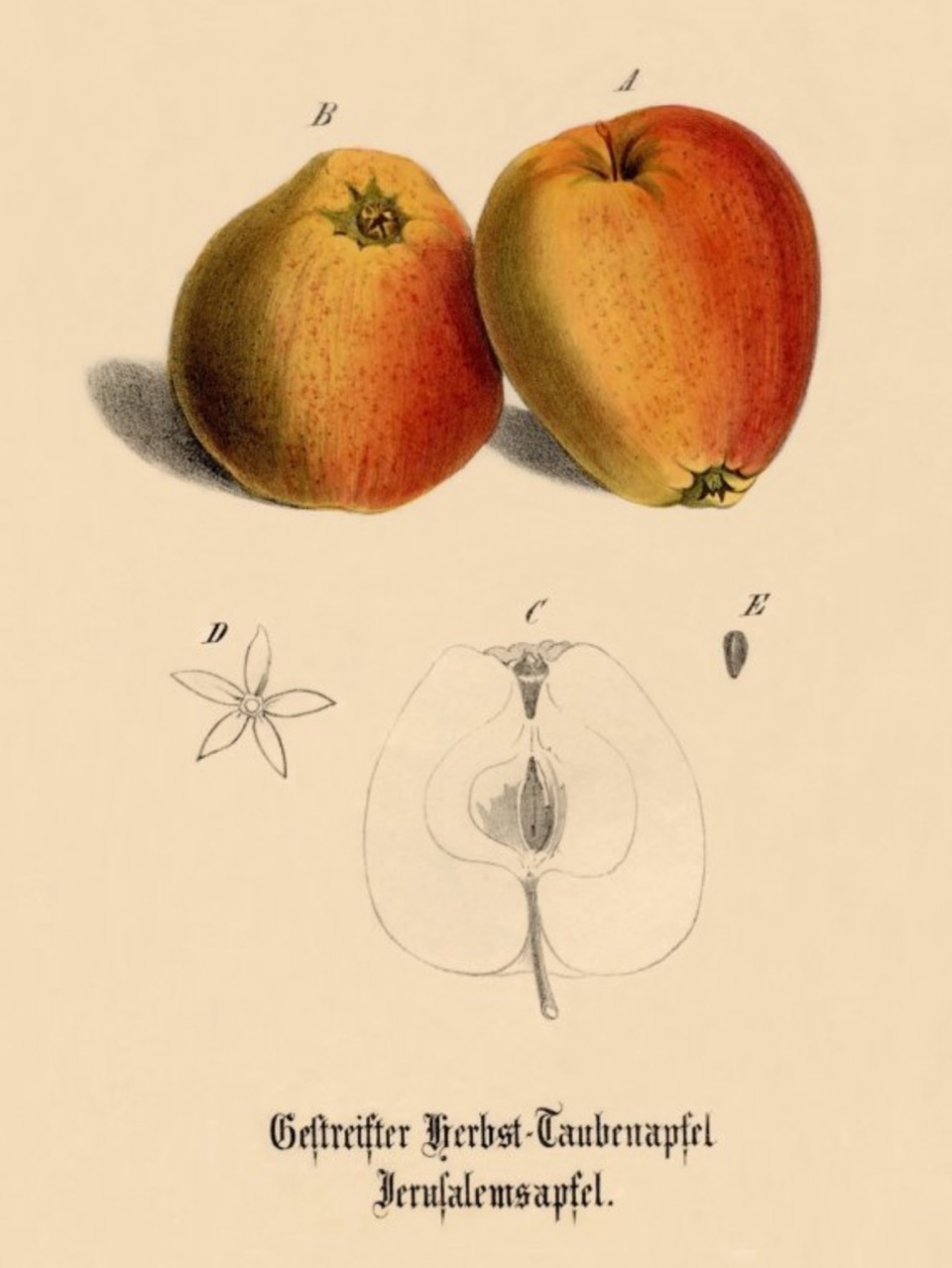 Historische Abbildung zweier gelblich-roter und eines aufgeschnittenen Apfels; BUND Lemgo Obstsortendatenbank