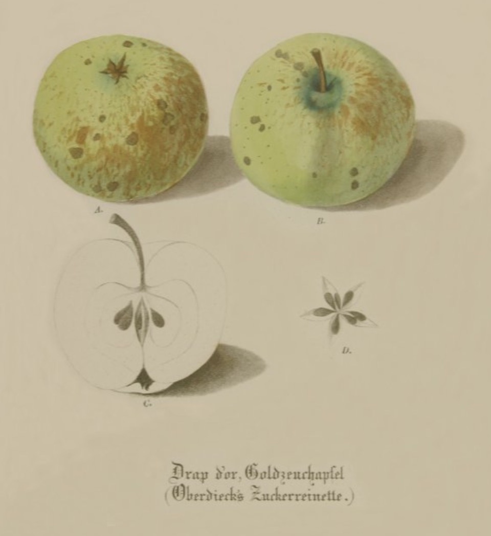 Historische Abbildung zweier grüner und eines aufgeschnittenen Apfels;  BUND Lemgo Obstsortendatenbank