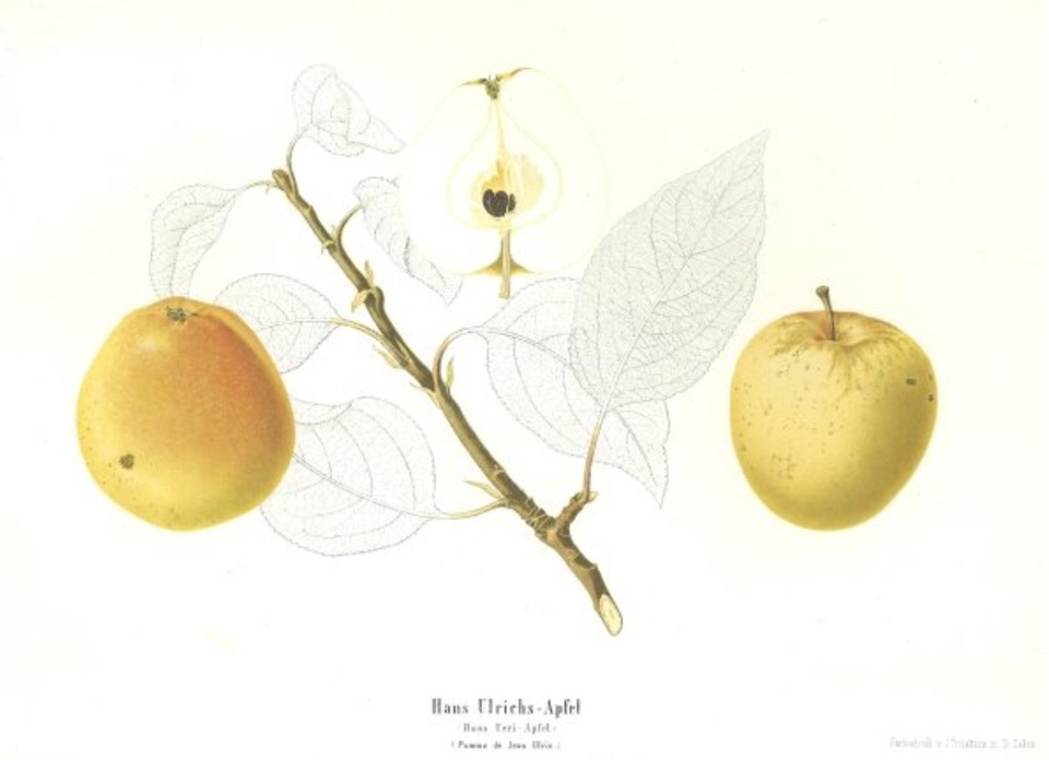 Historische Abbildung zweier gelb-rötlicher und eines aufgeschnittenen Apfels sowie eines Zweigs und Blättern;  BUND Lemgo Obstsortendatenbank