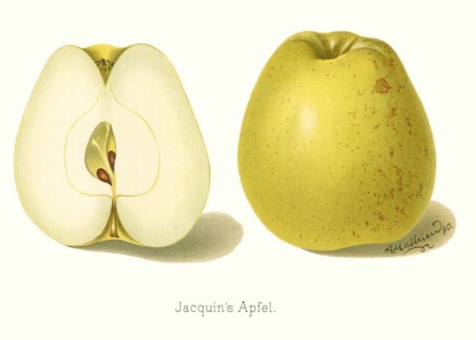 Historische Abbildung eines gelblich-grünen und eines aufgeschnittenen Apfels; BUND Lemgo Obstsortendatenbank