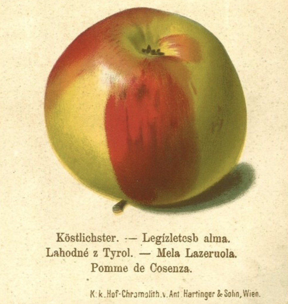 Historische Abbildung eines grün-roten Apfels;  BUND Lemgo Obstsortendatenbank