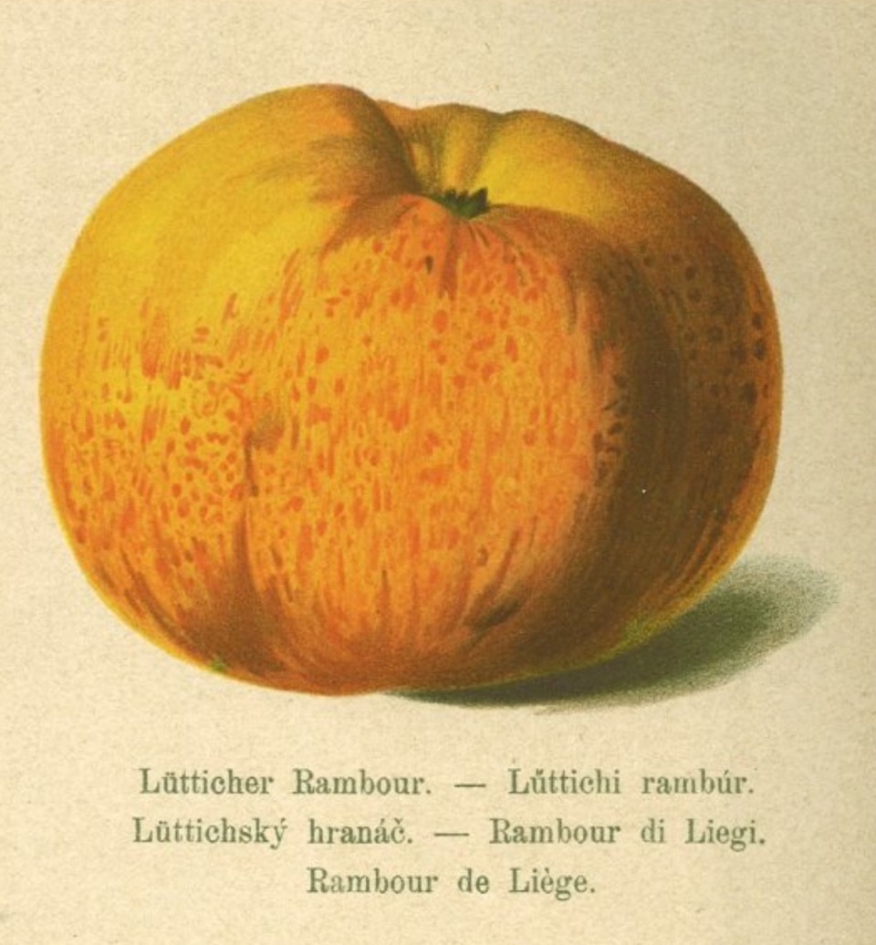 Historische Abbildung eines gelblich-rötlichen Apfels; BUND Lemgo Obstsortendatenbank
