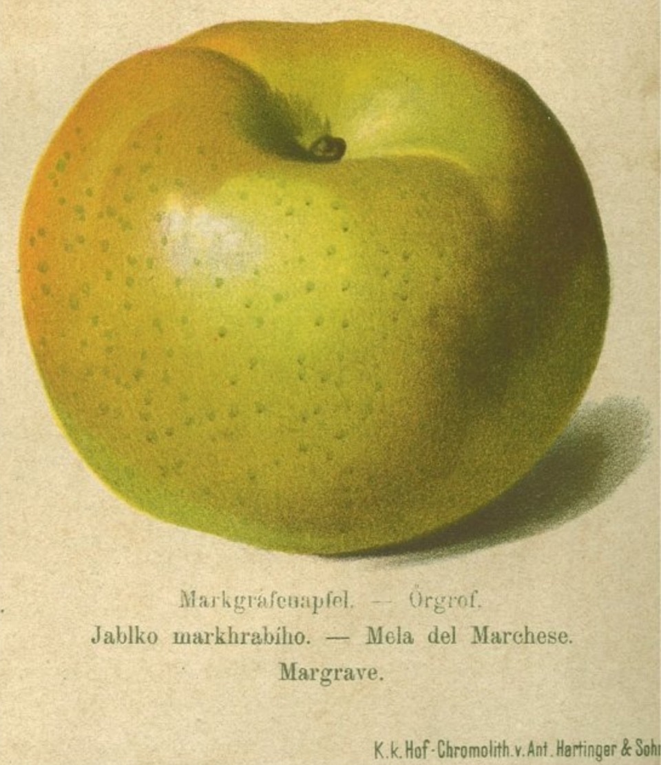 Historische Abbildung eines gelblich-grünen Apfels; BUND Lemgo Obstsortendatenbank