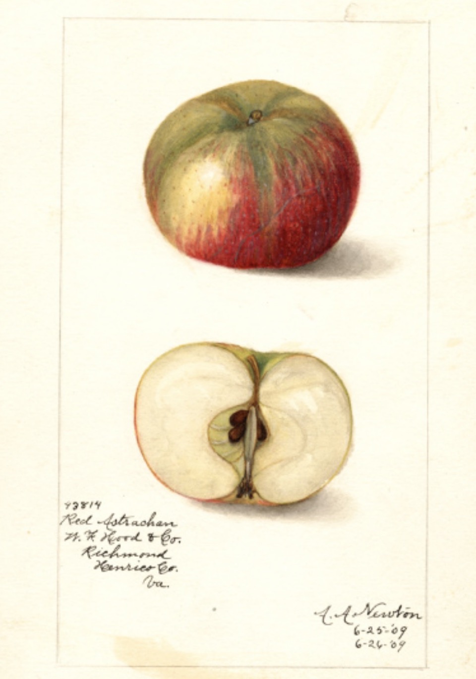 Historische Abbildung eines grünlich-roten und eines aufgeschnittenen Apfels; USDA