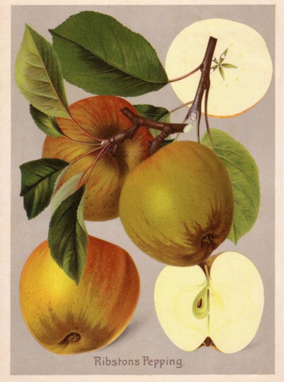 Historische Abbildung mehrerer bräunlich-gelbroter Äpfel am Zweig mit Blättern und zweier aufgeschnittener Äpfel; BUND Lemgo Obstsortendatenbank