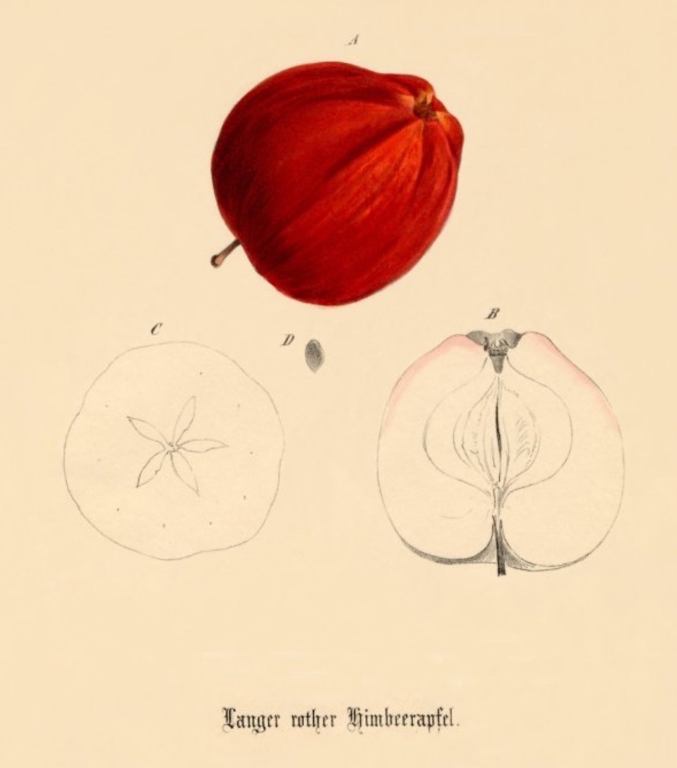 Historische Abbildung eines roten und zweier aufgeschnittenen Äpfel; BUND Lemgo Obstsortendatenbank