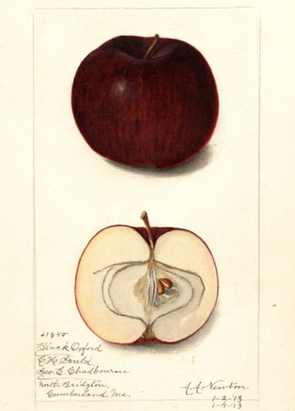 Historische Abbildung eines dunkelvioletten und eines aufgeschnittenen Apfels; USDA