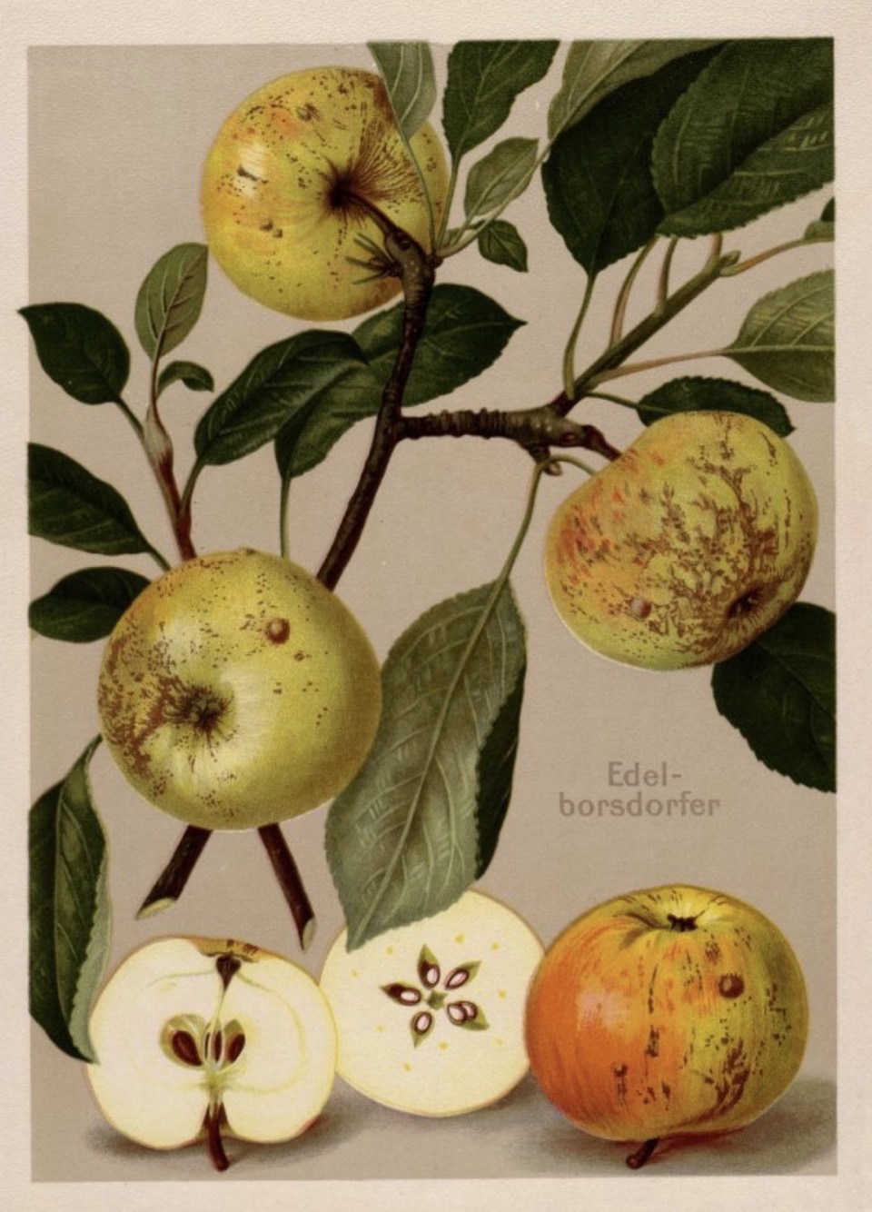 Historische Abbildung eines Zweigs mit drei Äpfeln, sowie einem aufgeschnittenen Apfel; BUND Lemgo Obstsortendatenbank