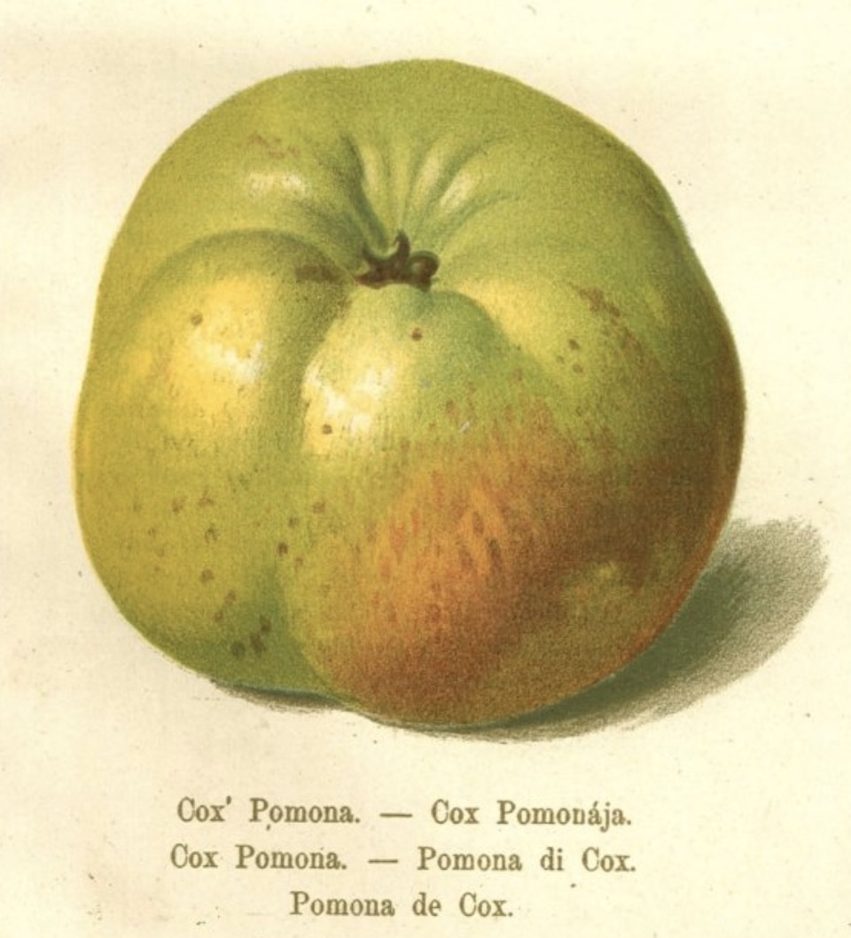 Historische Abbildung eines grün-rötlichen Apfels; BUND Lemgo Obstsortendatenbank