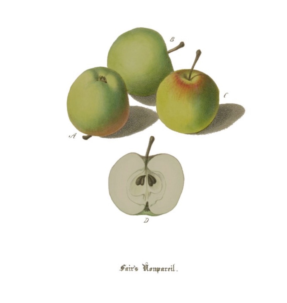 Historische Abbildung dreier grüner und eines aufgeschnittenen Apfels; BUND Lemgo Obstsortendatenbank