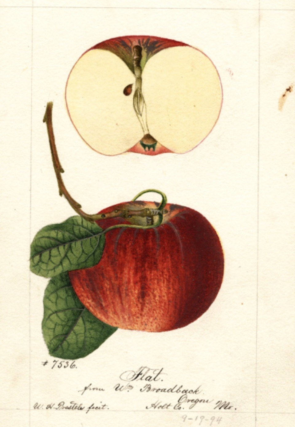 Historische Abbildung eines roten Apfels am Stiel mit Blättern und eines aufgeschnittenen Apfels; USDA