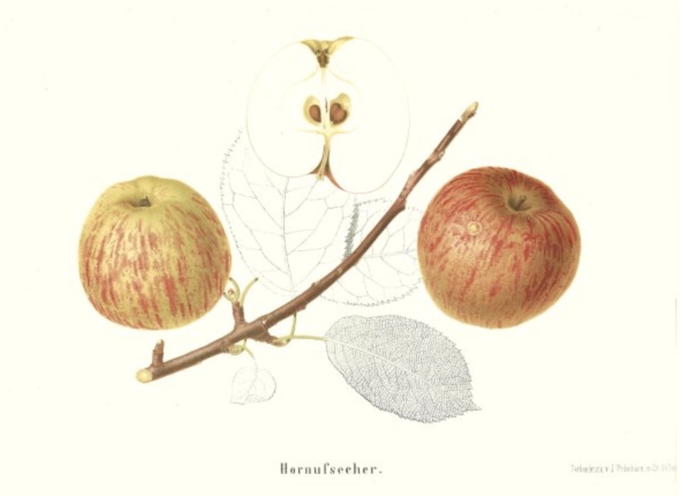 Historische Abbildung zweier gelblich-rötlicher Äpfel mit Ast und Blätter und eines aufgeschnittenen Apfels; BUND Lemgo Obstsortendatenbank