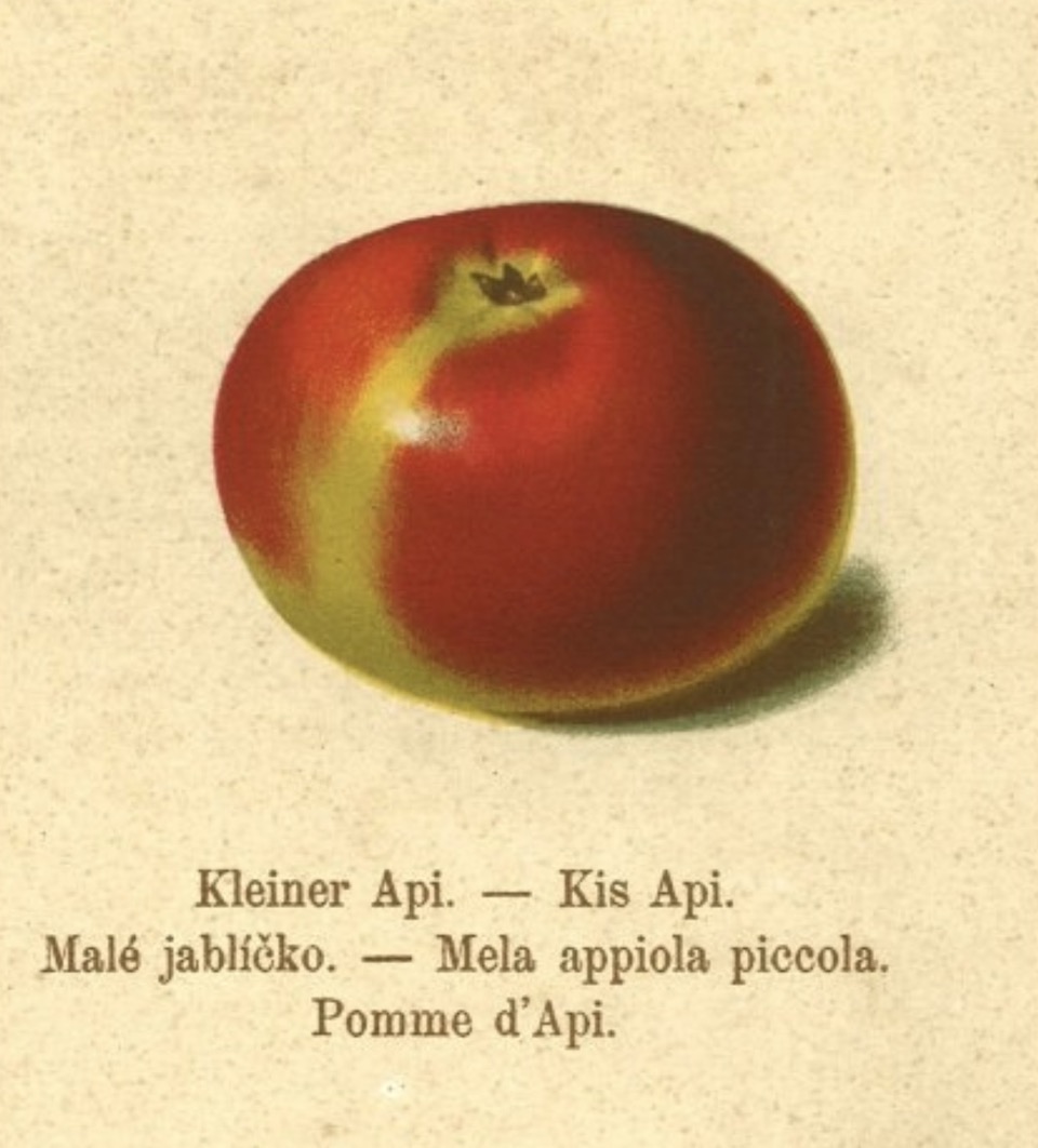 Historische Abbildung eines kleinen roten Apfels, darunter stehend fünf verschiedene Namen;  BUND Lemgo Obstsortendatenbank