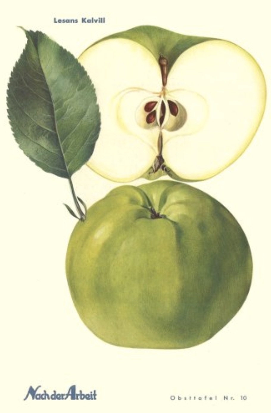 Historische Abbildung eines grünen und eines aufgeschnittenen Apfels; BUND Lemgo Obstsortendatenbank